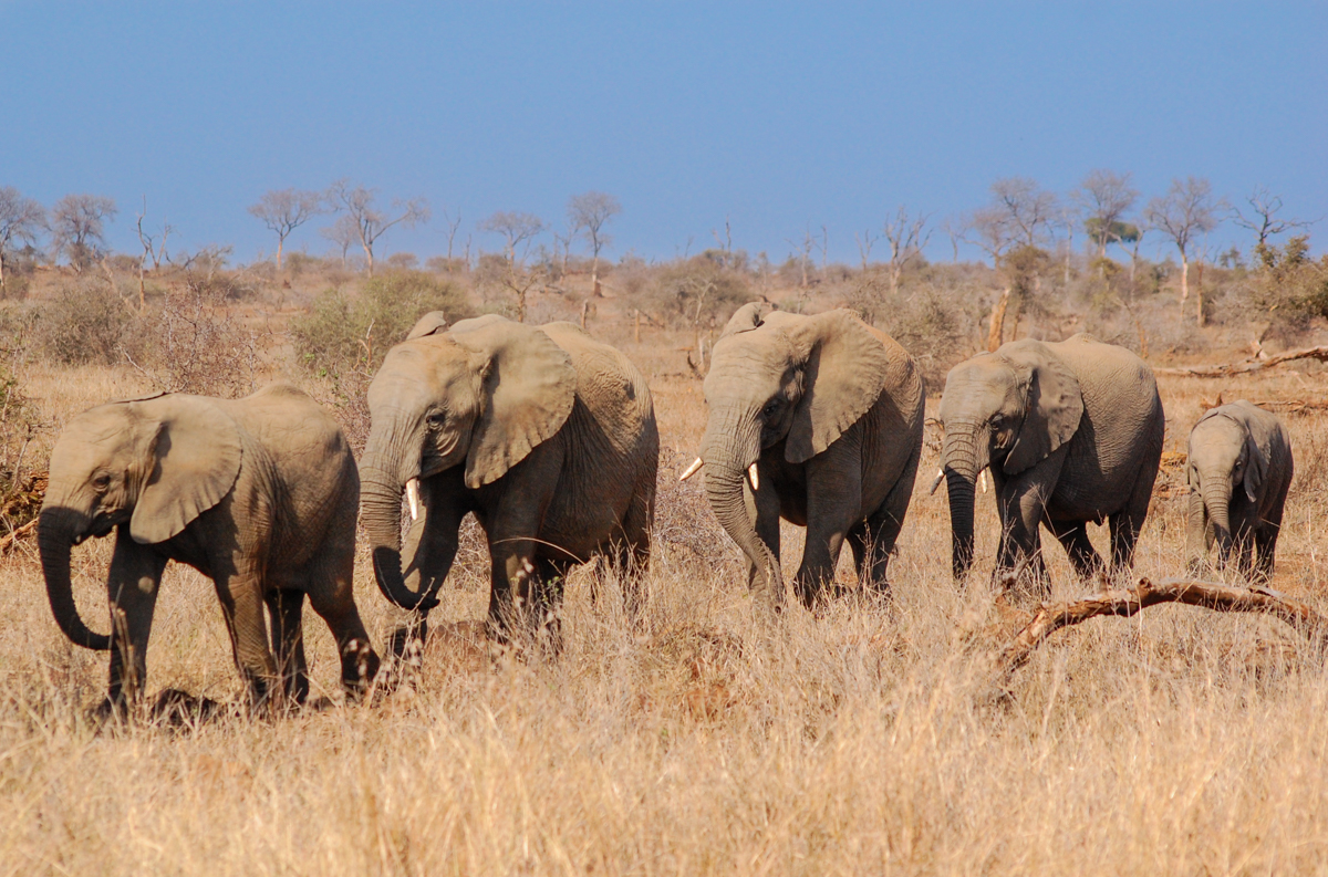 Krüger Nationalpark Elefantenherde