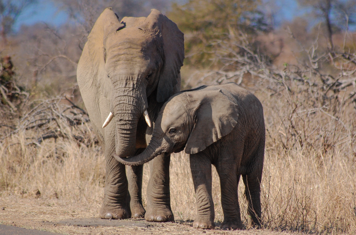Krüger Nationalpark Elefant Baby