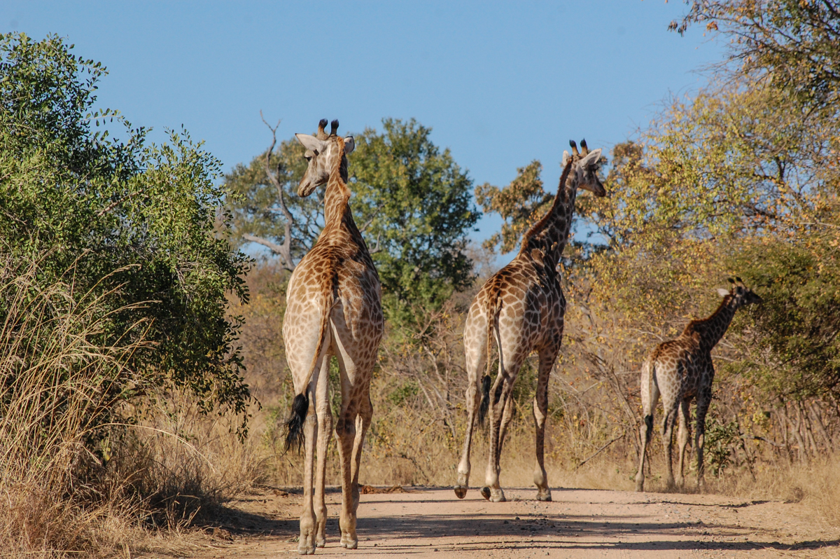 Krüger Nationalpark Giraffen