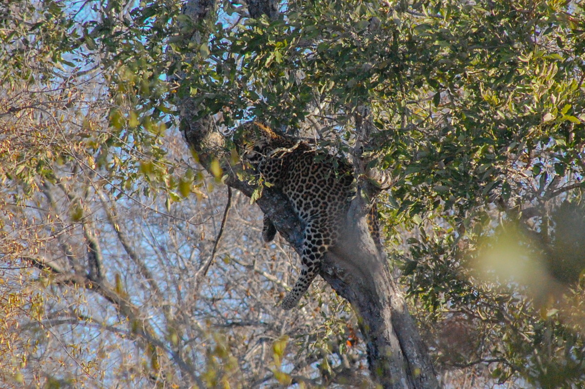 Krüger Nationalpark Leopard