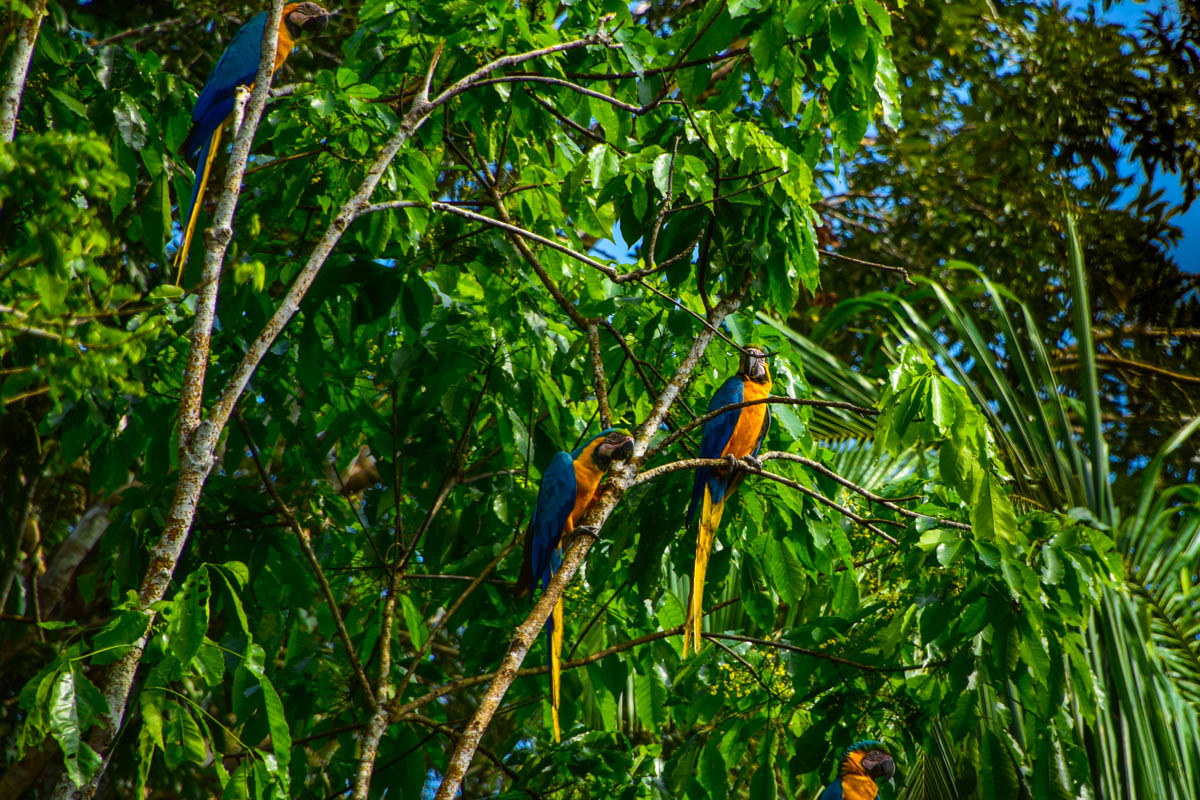 amazonas-papagei