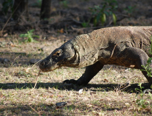 Auf Bootstour im Komodo Nationalpark «oder: Drachenjagd im Paradies»