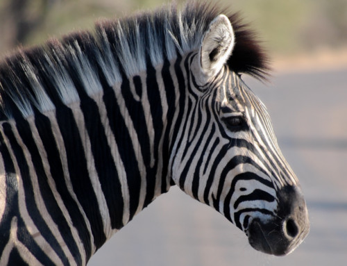 Fotosafari im Krüger Nationalpark «oder: Auf der Suche nach den Big Five»