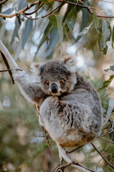 Koala im Bimbi Park
