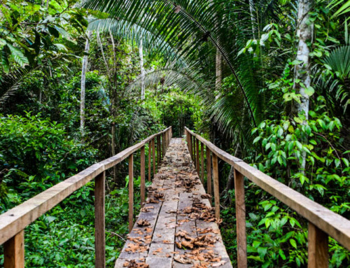 Dschungel-abenteuer im tiefsten Amazonas « oder: Let’s explore! »