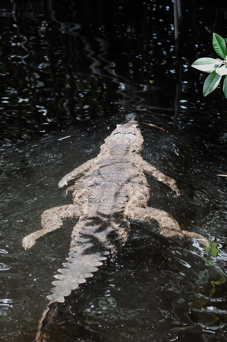Black River Crocodile Jamaika