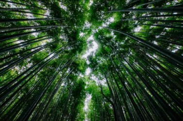 Kyoto Bambus Wald