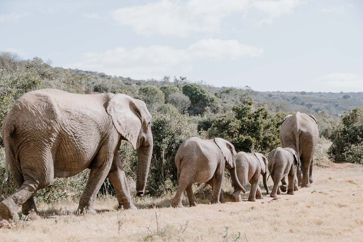 Elefantenherde im Addo Park